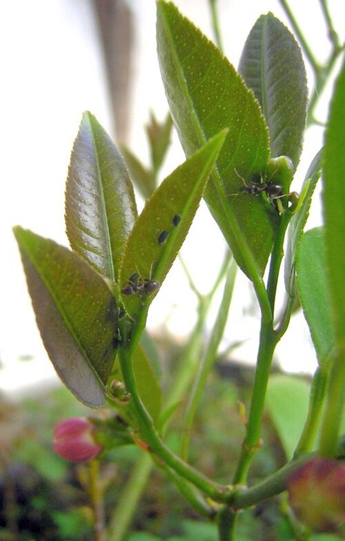 Cotton/melon aphids (Aphis gossypii) clustering on leaf