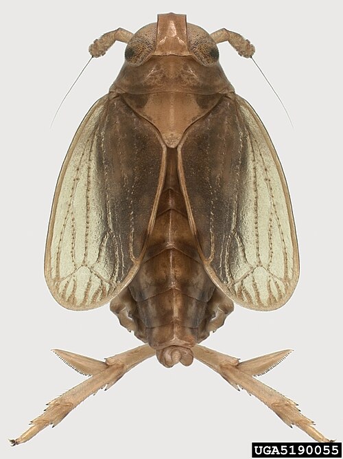 Pest management — plant protection