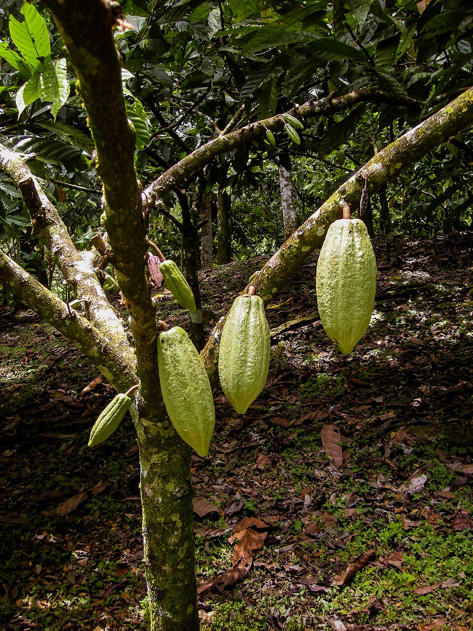Cacao pods growing on tree trunk