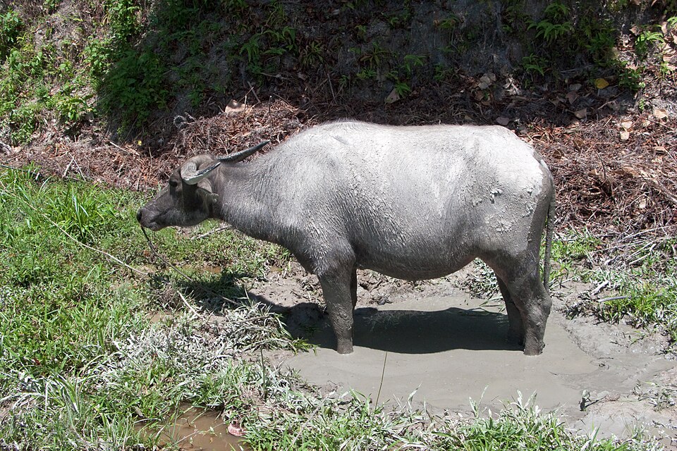 Carabao (water buffalo) grazing in Palawan, Philippines