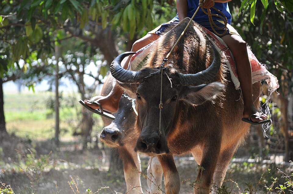 Native cattle in a Philippine farm setting