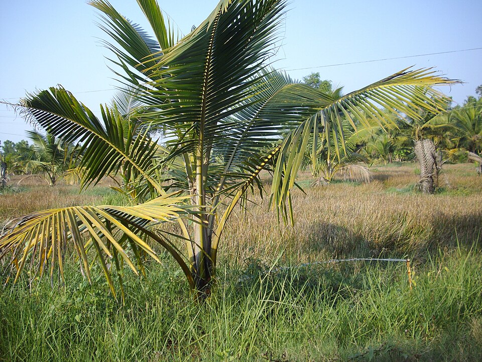 Coconut plantation with palm trees