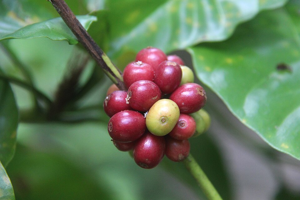 Ripe red coffee cherries on branch
