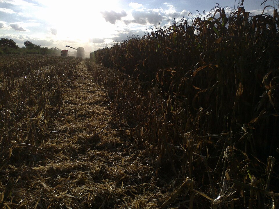 Corn harvest — golden ears ready for picking