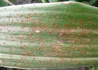 Common corn rust showing orange-brown pustules on leaves