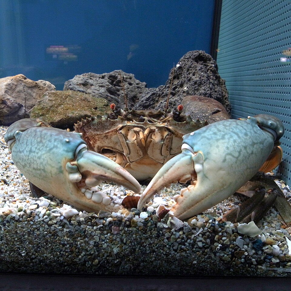 Mud crab (Scylla serrata)