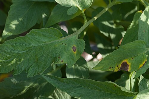 Early blight dark spots on tomato leaves