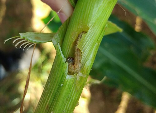 Fall armyworm larva feeding on corn stalk