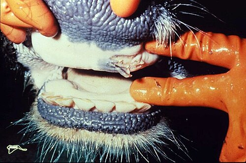 Foot-and-mouth disease ruptured vesicle in cow mouth