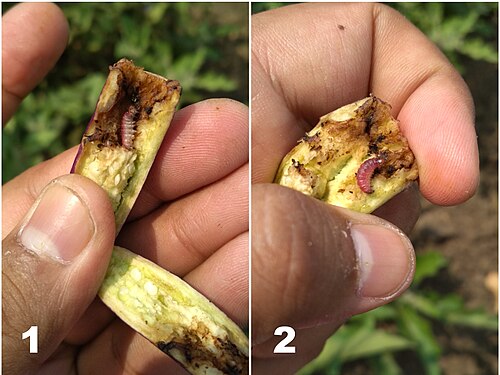 Fruit and shoot borer moth (Leucinodes orbonalis)