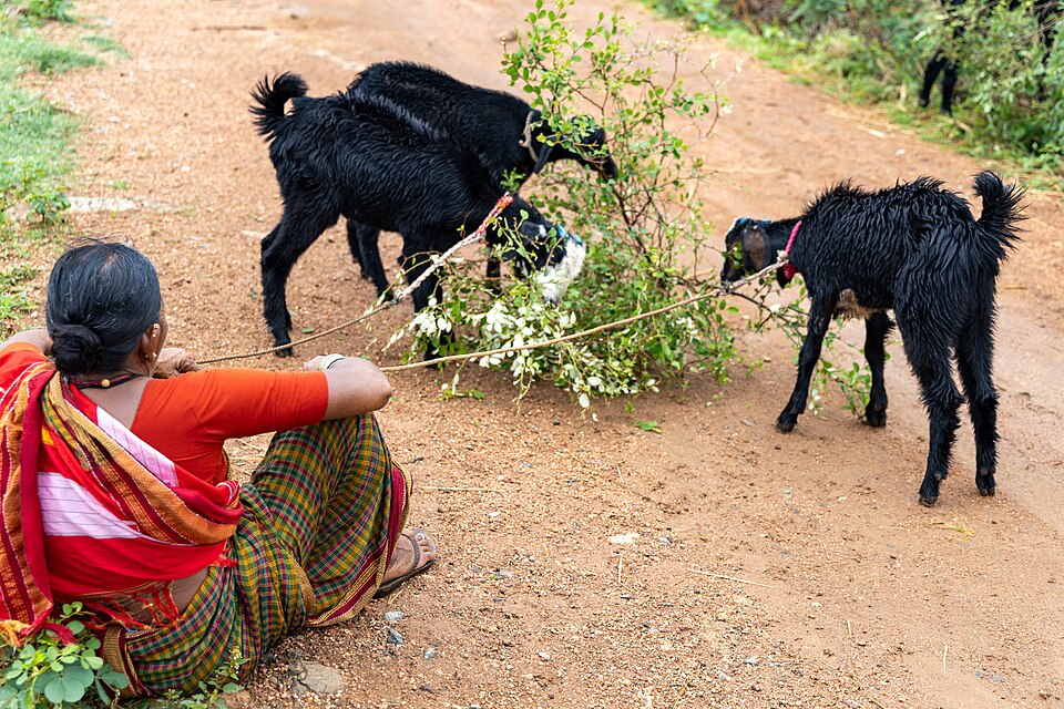Goat rearing in a rural village setting