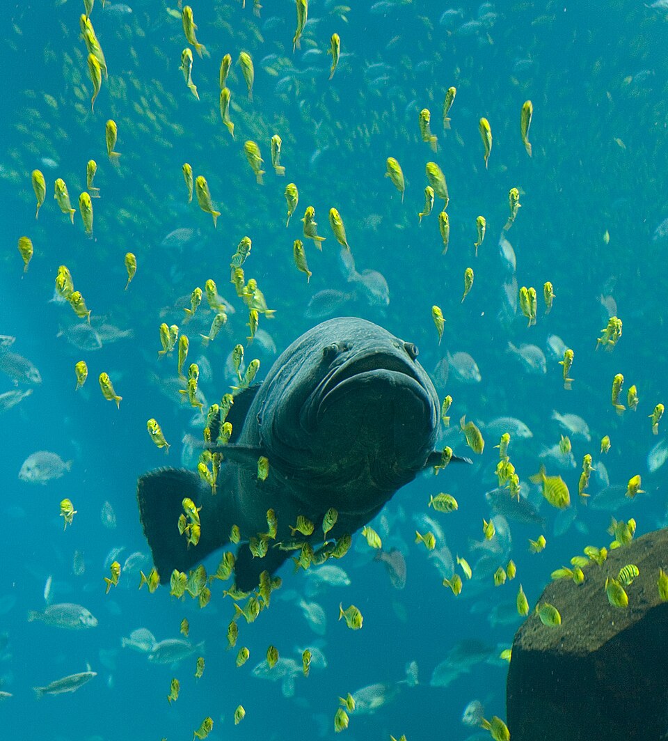 Giant grouper (Epinephelus lanceolatus)