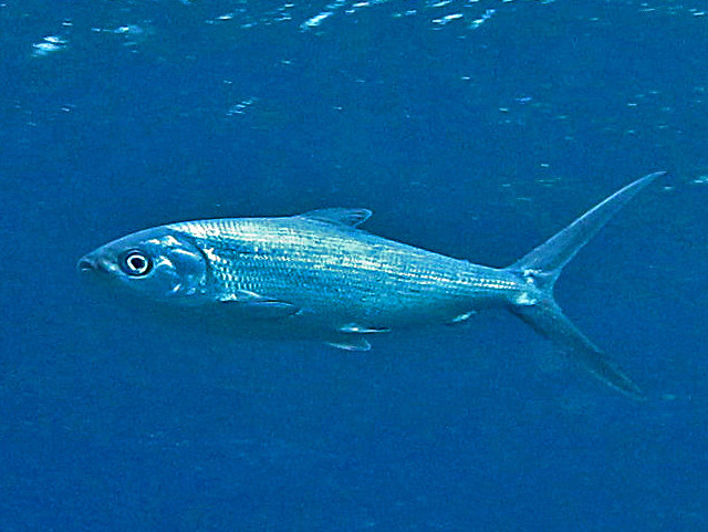 Milkfish (Bangus) — Chanos chanos