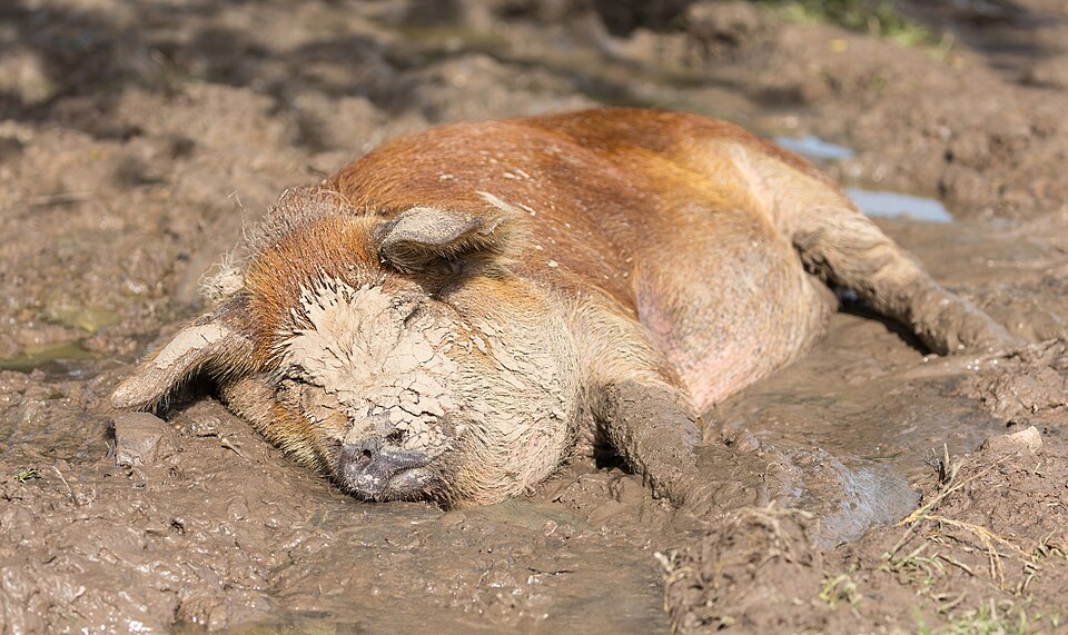Domestic pig on a farm