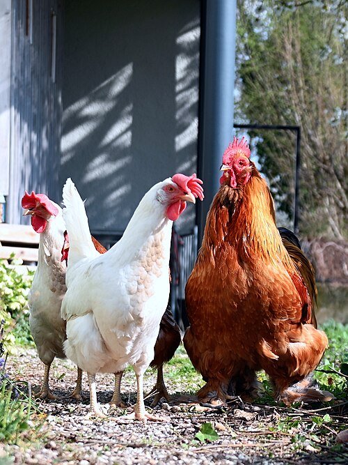 Free-range rooster and hen — backyard poultry