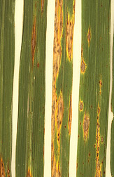 Rice blast disease showing diamond-shaped lesions on leaves