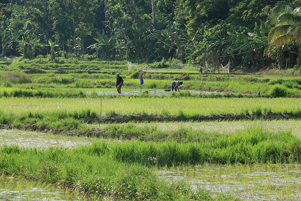 Rice paddies in Bohol, Philippines