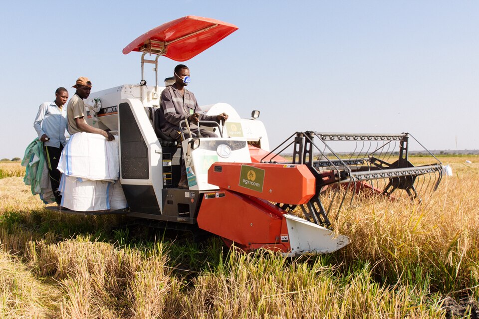 Farmers harvesting together — cooperative effort