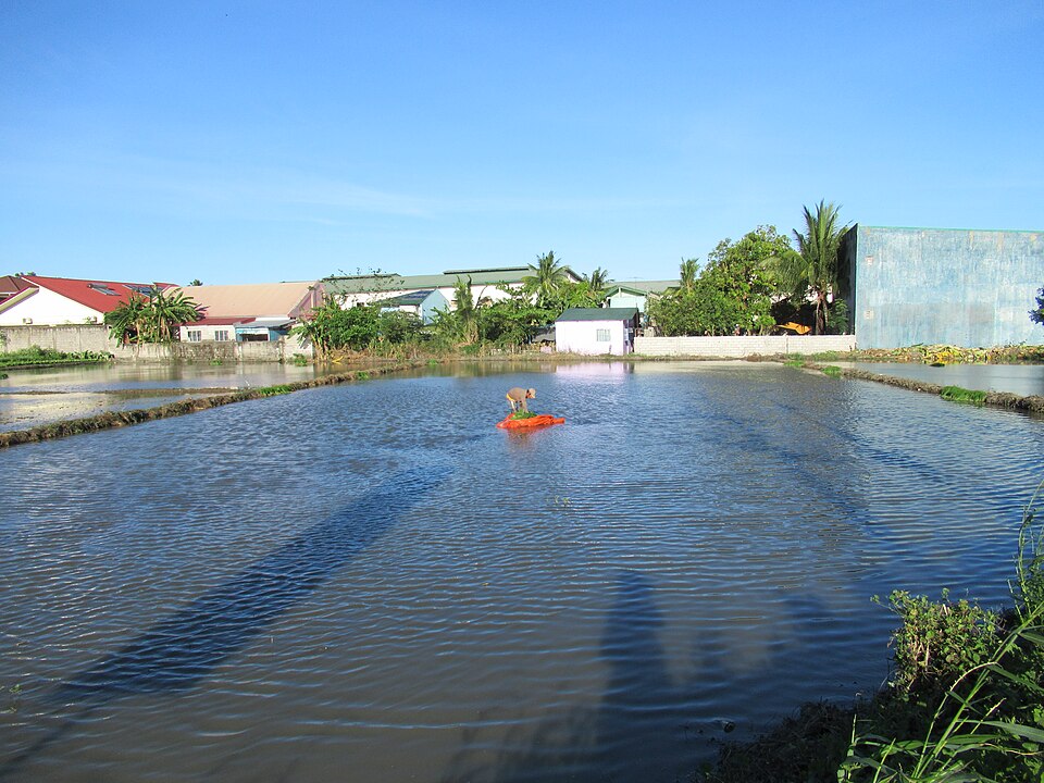 Rice seedlings ready for transplanting