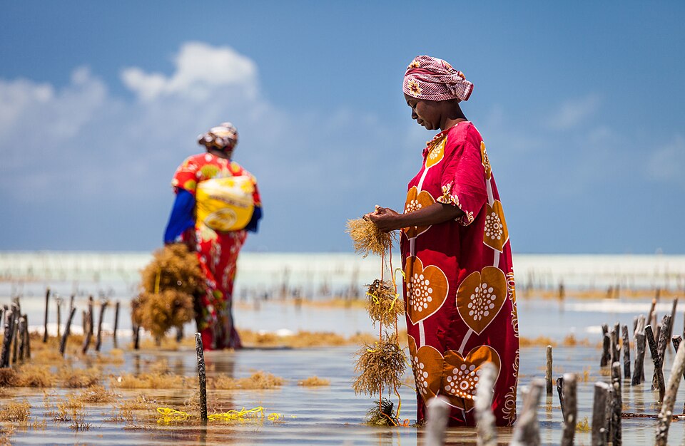 Seaweed harvesting at low tide