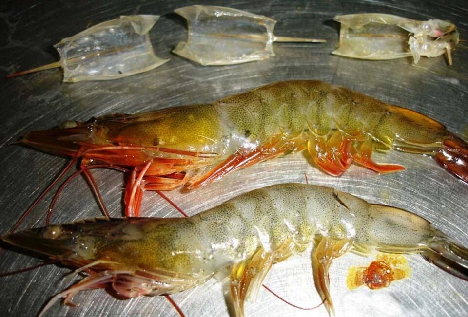 Whiteleg shrimp (Penaeus vannamei) specimen