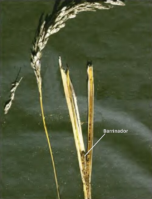Rice stem borer damage on stem