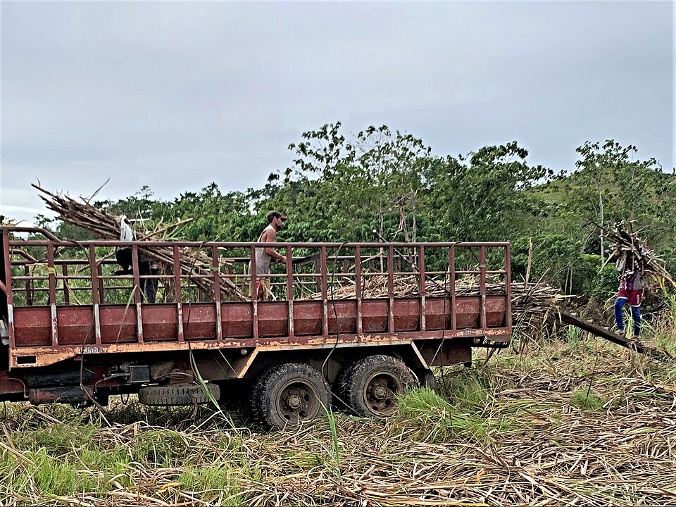 Sugarcane harvesting in Banate, Philippines