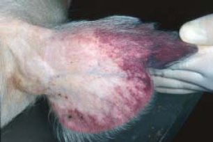 African Swine Fever: reddened ears in infected pig