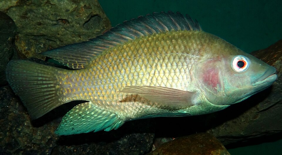 Nile tilapia (Oreochromis niloticus)