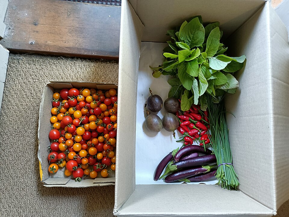 Fresh harvested vegetables — tomato, eggplant, chili